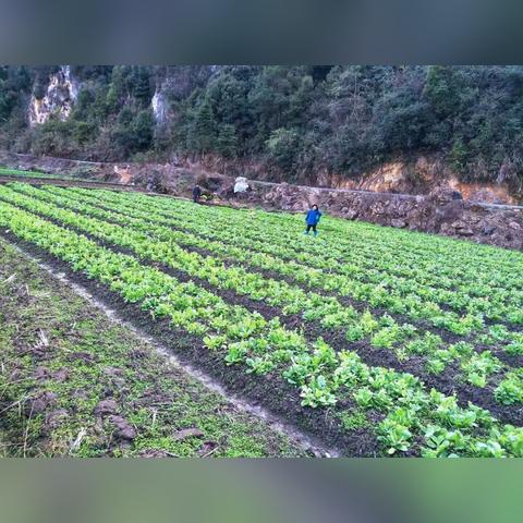 荔波水丰村振兴之路,乡村旅游与生态农业成果显著