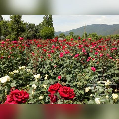 玫瑰谷多久关门一次啊最新消息,玫瑰谷营业时间