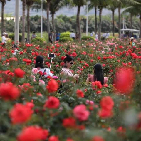 玫瑰谷多久关门一次啊最新消息,玫瑰谷营业时间