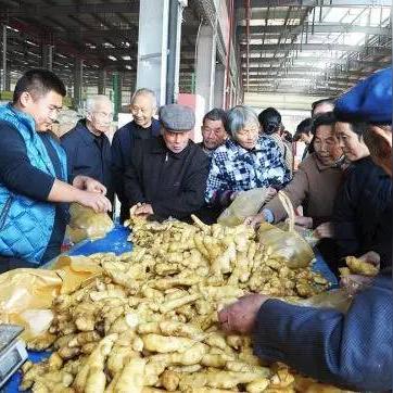 今日黄姜最新价格,黄姜价格趋势