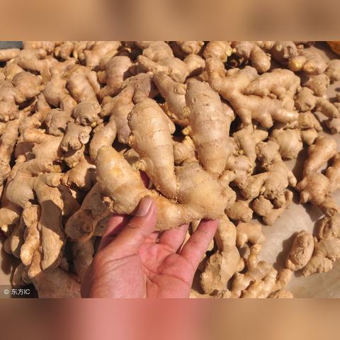 今日生姜价格最新价格查询,今日生姜价格走势图