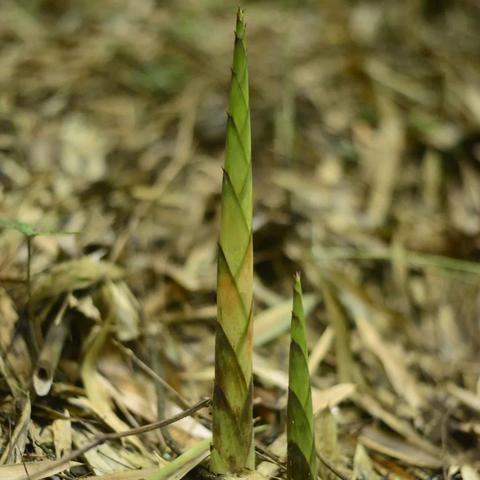 世界顶级冬笋品种排名,最好的冬笋产地