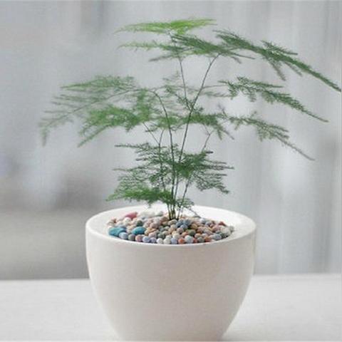 世界种子盆地排名,世界各地的种子