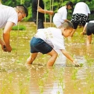 江苏如皋插秧时间表详解,精准农事,助力高效农业。