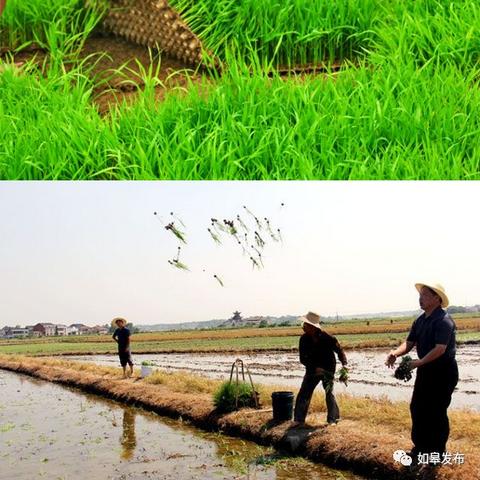 江苏如皋插秧时间表详解,精准农事,助力高效农业。